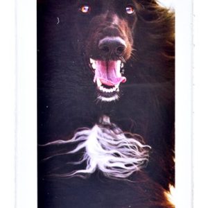 Brit Care lohiöljy 500ml